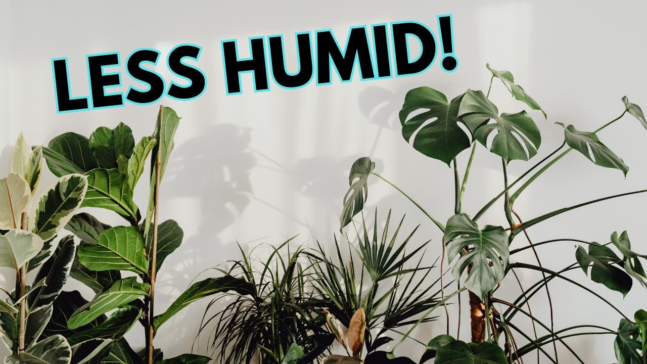 Top 10 Plants That Absorb Moisture And Maintain Humidity Levels - YouTube