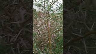 বাবলা গাছের কাঁটা #গাছ #গাছের #গাছ_ও_প্রকৃতি #nature #shortvideo #naturelovers #villagenature