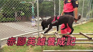 台灣如何培訓搜救犬？｜關鍵救命時刻的好幫手｜赤腳英雄養成記 (公視我們的島 第1073集 2020-09-21)
