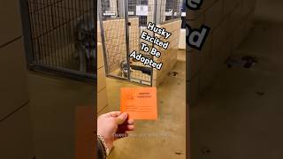 Husky At Rescue Shelter Reacts To Getting Adopted