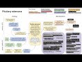 pituitary adenoma mechanism of disease