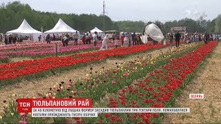 Тюльпановий рай: фермер засадив квітами три гектари поля