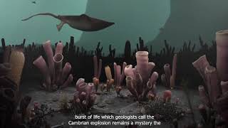 The Cambrian explosion What Caused it