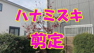 ハナミズキの剪定