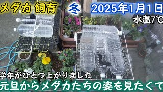 メダカ 冬 屋外 1月1日 元旦からメダカたちの姿を見たくて観察してみた めだか 飼育 越冬 花を植えてみた