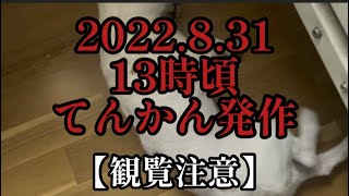 てんかん発作 2022.8.31  13時頃　ジャックラッセルテリア　マル　5才