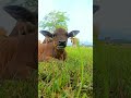 Baby cute: cow cute #cow #animals #funny #farming