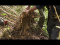 digging cassava