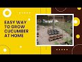 Easy Way to Grow Cucumber at Home | Amazing Idea