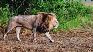 Majestic Handsome Male Lion Oloimina Black Rock Male in Early Morning | Masaimara | 13 January 2025