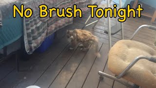 Taming a Feral 1133: No Brush Tonight