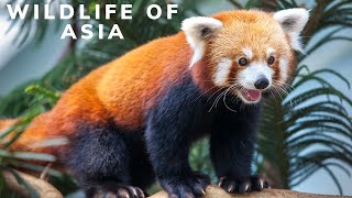 Asian Wildlife 4k - Relaxation Film HD With Calming Music