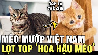 Bất ngờ chưa: MÈO MƯỚP của Việt Nam vừa LỌT TOP 10 giống mèo ĐẸP NHẤT thế giới | Tin nhanh 24h