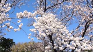 Sakura(Somei-yoshino) del 8 de abril de 2012