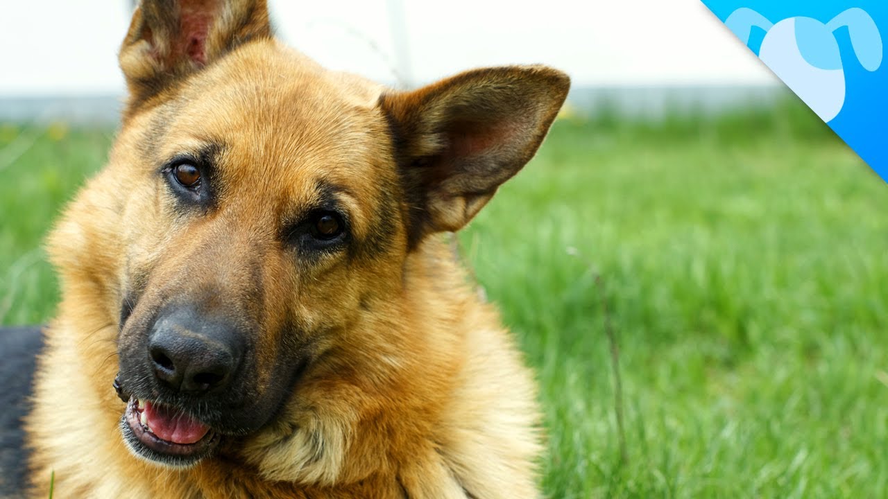 German Shepherd Facts Youtube