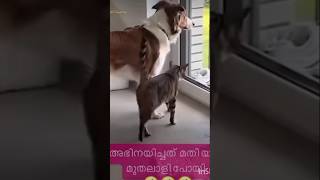 എന്നാലും ഇവൻ കൊള്ളാലോ,