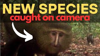 5 Animals Caught on Camera for the FIRST TIME