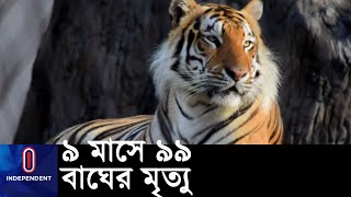 এই হার সর্বোচ্চ পর্যায়ে যাওয়ার শঙ্কা  || #India Tiger