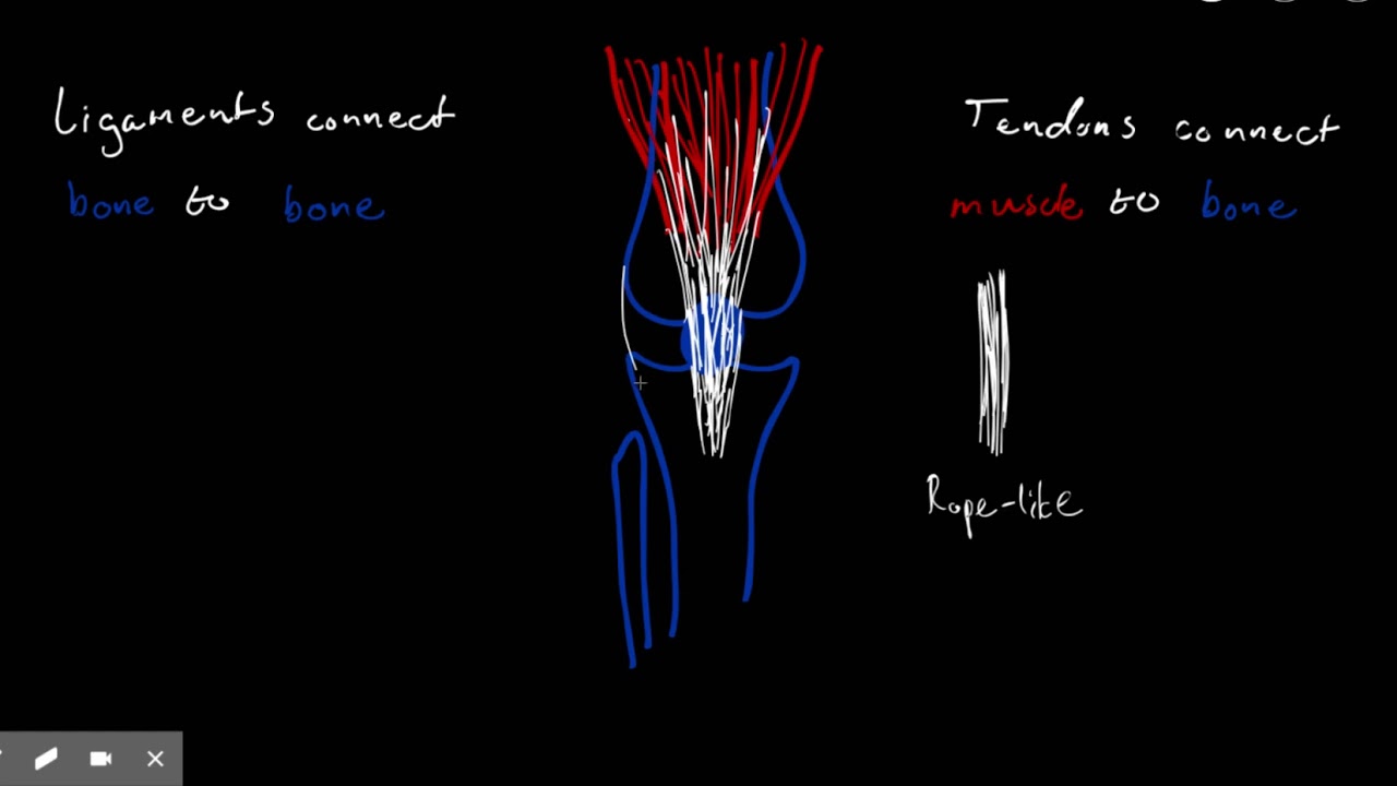 Ligaments And Tendons - YouTube