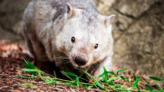 Risk to Australian wildlife increases amid renewed flood threat