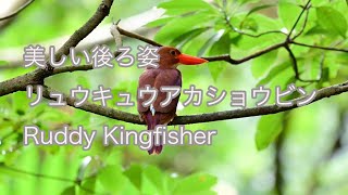 【美しい後ろ姿】リュウキュウアカショウビン Ruddy Kingfisher