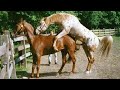 horse-donkey mating,donkey meeting, animal matings,animals mating. video