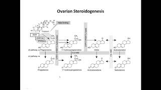 Grand Rounds- Ovarian Compartmentalization of Steroidogenesis