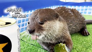 The Otter Started Eating a Cucumber Like Crazy [Otter Life Day 754]