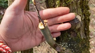 Medlar grafting on hawthorn in the micro forest + an undead elder tree :)