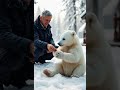 rescuing a lost polar bear a heartwarming journey of compassion and hope