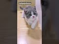 Kore Nani Kore Nani Neko | cute Tiktok cat video #shorts #cat #cats #catsofinstagram #cute #viral