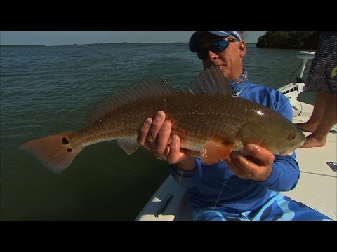 Inshore Fishing Tampa Bay Florida for Snook and Redfish Inshore Fishing Tampa Bay Florida for Snook and Redfish