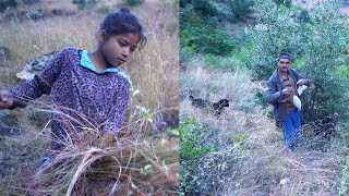 dharme brother's cutting grass for cows in the village || Rural Nepal || @ruralnepall