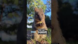 When a Quokka Becomes a Food Influencer