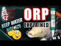 How ORP Impacts Your KOI and Pond Health