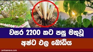 වසර 2200 කට පසු පහලවූ අෂ්ට ඵල බෝධිය