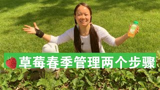 [ENG SUB] 草莓春季管理2个步骤 Two Steps To Take Care of Strawberry Plants In Spring