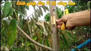 Hướng Dẫn Ghép Sầu Riêng | Guide to durian grafting