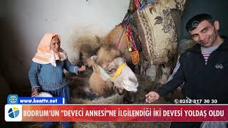 BODRUM'UN  DEVECİ ANNESİ NE İLGİLENDİĞİ İKİ DEVESİ YOLDAŞ OLDU