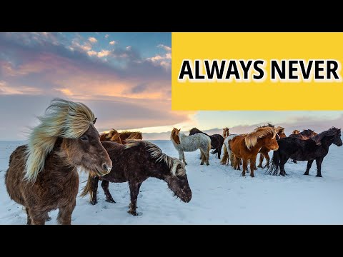 Why are Icelandic horses banned from returning?