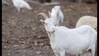 Russian White Goat | History, Facts \u0026 Characteristics