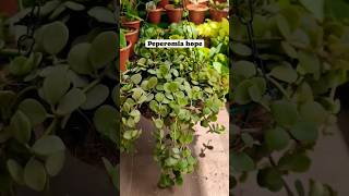 Best indoor plant for hanging basket 🧺 | peperomia hope| hanging plants