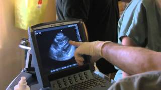 A Good Amount of Art - Sonosite Ultrasound