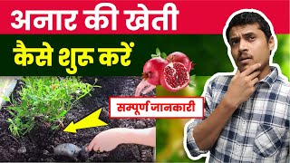 अनार की खेती सम्पूर्ण जानकारी । Pomegranate Farming in India। Anar Ki Kheti kaise kare