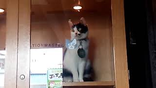 【探訪】貴志駅にて勤務の🐱よんたまちゃん