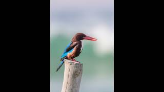 Stunning Kingfishers | White-throated Kingfisher bird #shorts