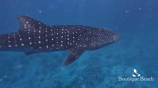 27.02.24 Whale Sharks Diving \u0026 Snorkelling. Dives at Seven Heaven, Maamigili Corner \u0026 Dhidhdoo Beyru