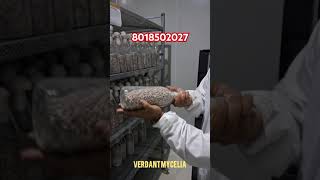 Button Mushroom Mother Spawn Bottles available for sale.#verdantmycelia2025