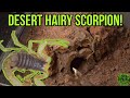 DESERT HAIRY SCORPION! - Hadrurus Arizonensis Rehouse!