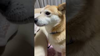 ツンデレなゆずちゃん！ふん❗️の後ワンワン吠えちゃう　柴犬ミックス犬　＃柴犬　＃雑種犬